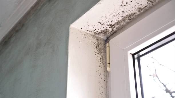 Hamilton, IL Mold Removal Company