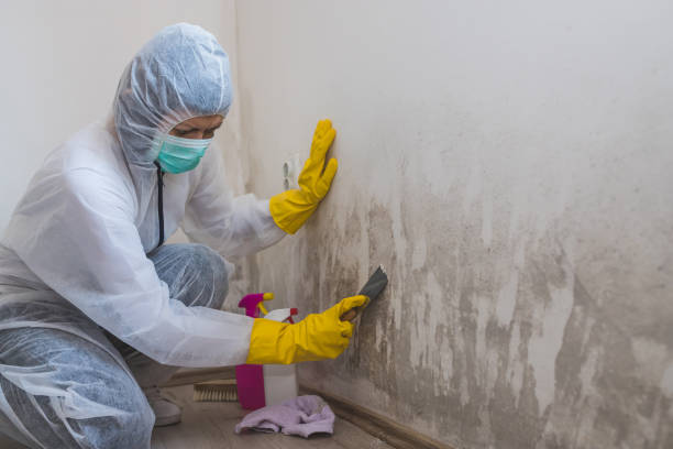 Best Mold Damage Repair  in Hamton, IL