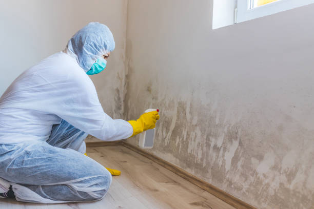 Best Certified Mold Removal  in Hamton, IL