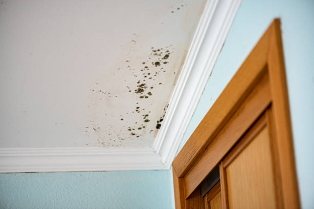 Best Crawl Space Mold Removal  in Hamton, IL