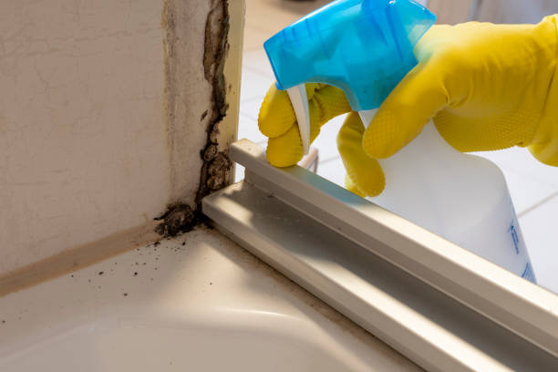 Best Home Mold Removal  in Hamton, IL