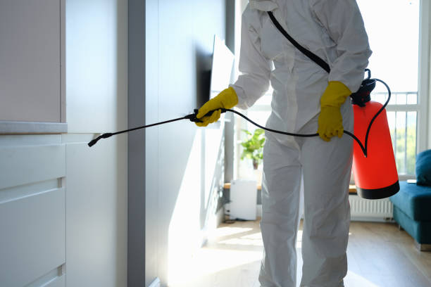 Best Mold Cleaning Services  in Hamton, IL