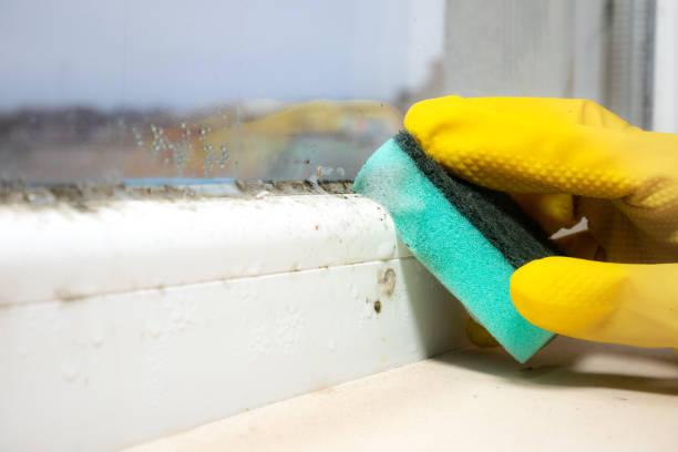 Best Mold Remediation  in Hamton, IL