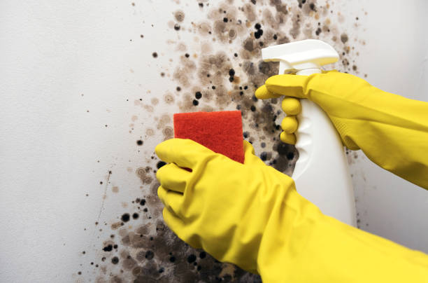 Best Local Mold Removal Service  in Hamton, IL