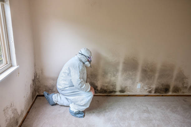 Best Mold Remediation Experts  in Hamton, IL