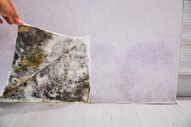 Best Toxic Mold Removal  in Hamton, IL